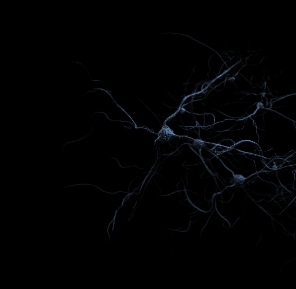 brain
